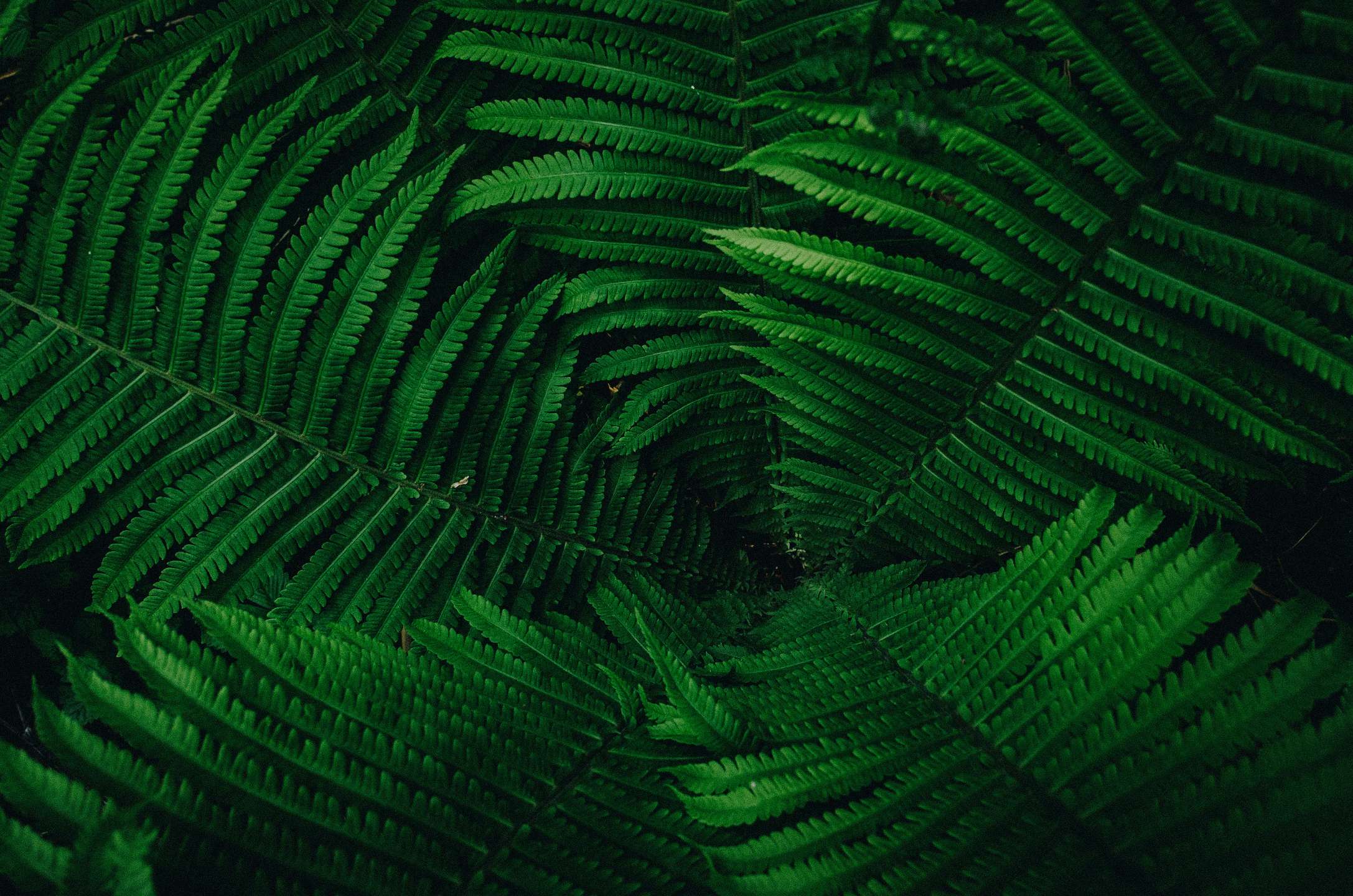 Preview of your background